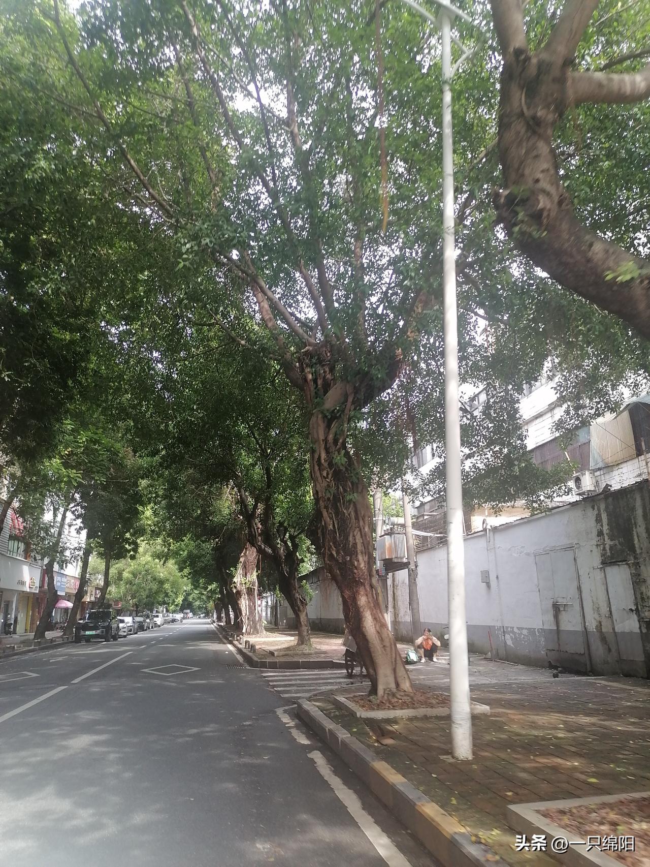 老家村里修好了水泥路，还建起果蔬大棚。大伯种的果子品质很好，可每次只能等着中间商