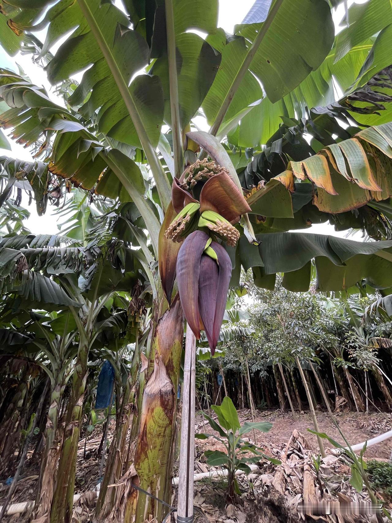 发几个热带水果，原生态的，请大家看看它们初生的状态。
        顺便问一下