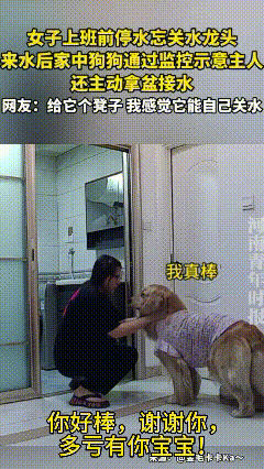 吉林，一女子上班前忘记关水龙头，来水后家中狗狗通过监控示意主人，然后主动叼水盆接