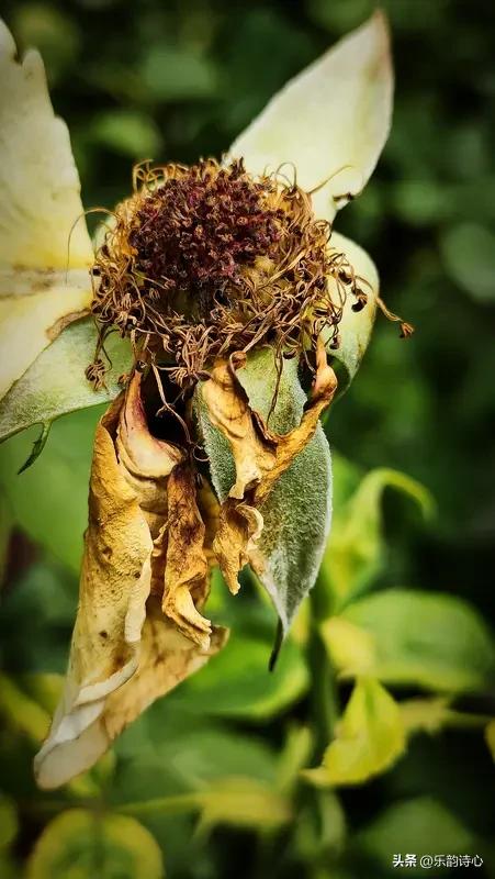 上联聚焦于植物在特定阶段的衰败，下联将视角转向夜空，描绘了月亮残缺、星星稀少，夜