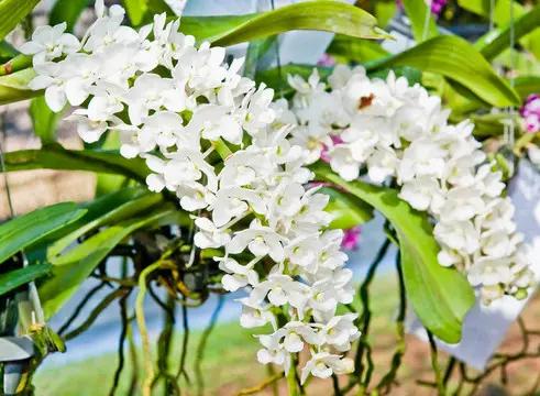 清新自然，白色兰花在阳光下绽放，美不胜收！🌸🌿白花如雪落，花瓣如云卷，真的美