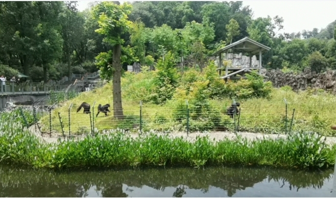 动物园那些事丨智商爆表，活力拉满，动物园的“搞笑天团”