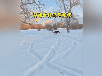 贺娇龙坠马视频曝光！雪地里的这一摔，让网友揪紧了心
 
雪地驰骋的画面还在眼前，