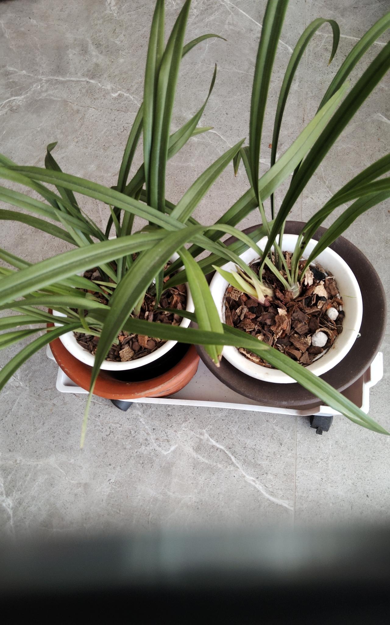 兰花上盆后施肥时间应看兰花是否服盆，看看我换盆后的奥妙认可吗？
        