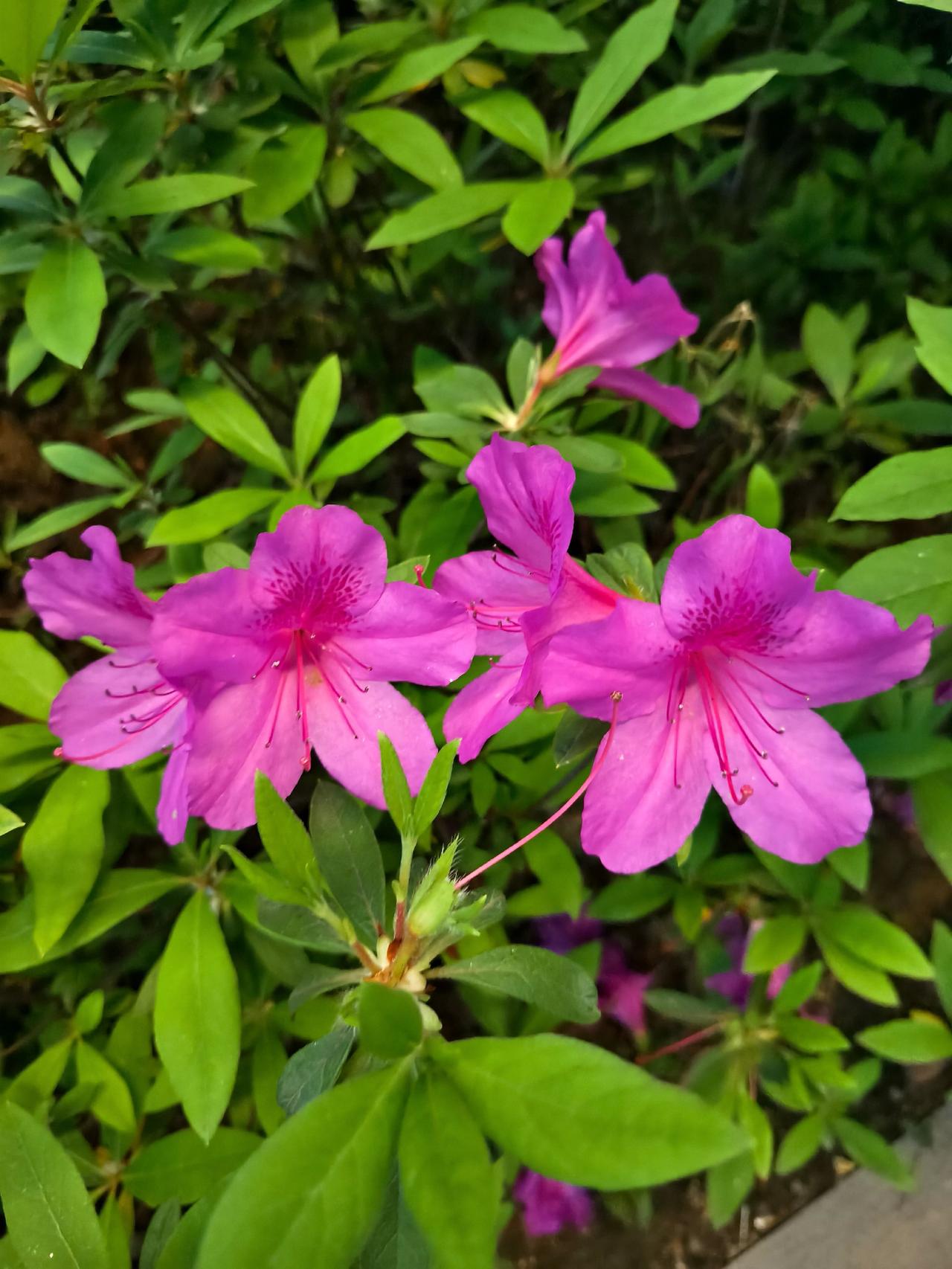 美丽的杜鹃花