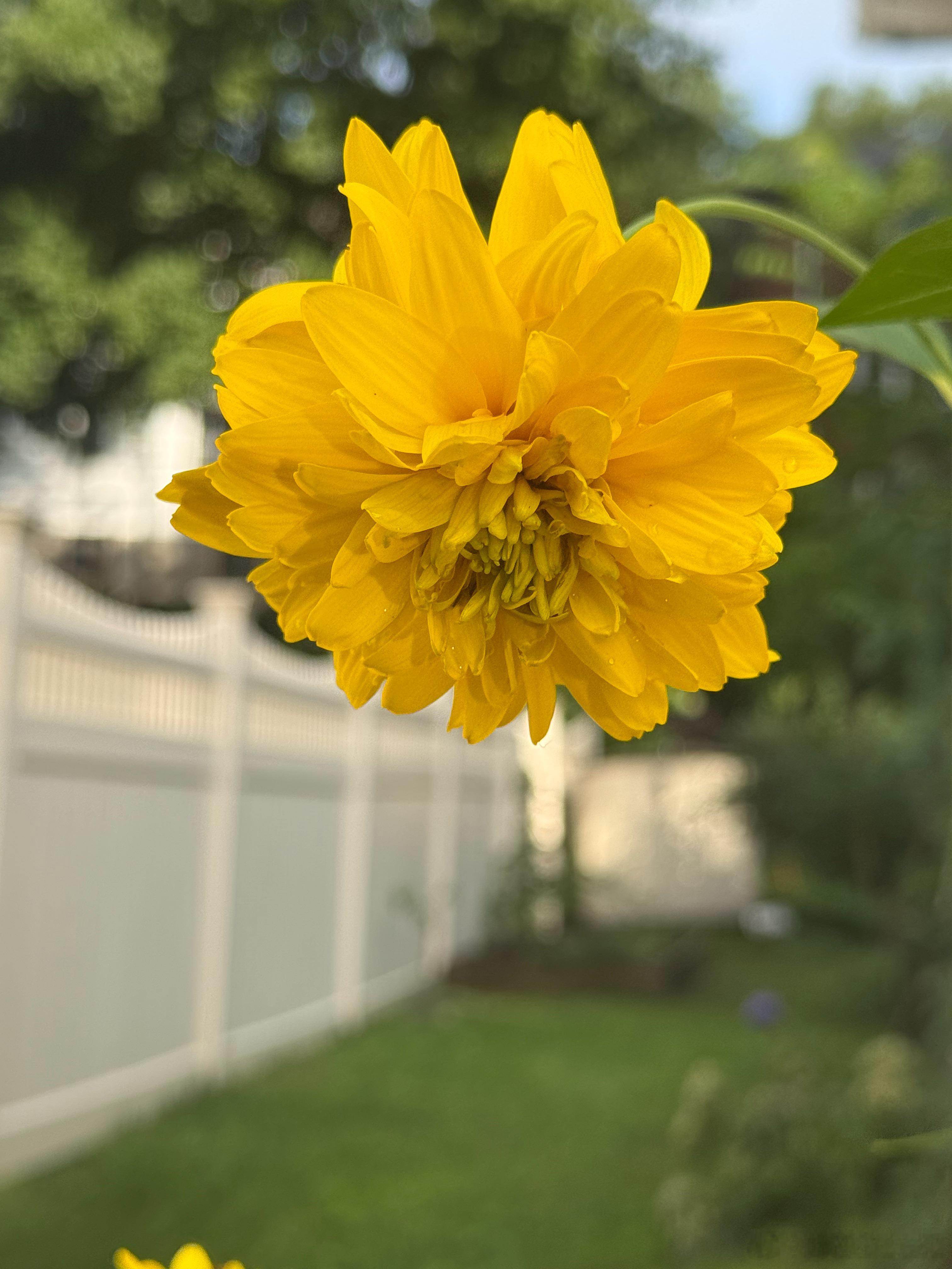 Rudbeckia，我在院子里种三处，其他两处被兔子咬断。 