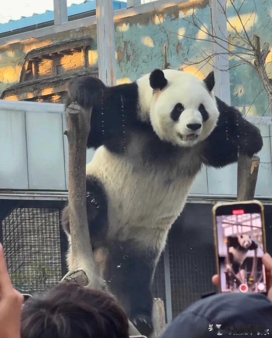 萌兰：嘘🤫，么么儿今天超开心
这也太帅气了！

萌兰要开开心心的
玩栖架 玩玩