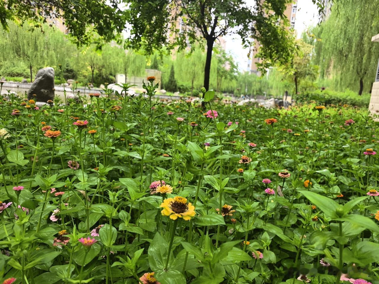 夏日生活打卡季盛夏追风，不必追赶热烈，手握清风与欢喜，把每一段平凡时光，都过得鲜