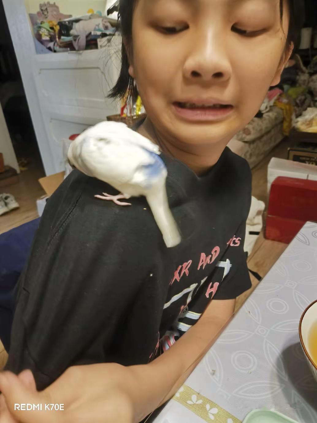 今日分享之我家妹妹别为萌宠的殇逝而不开心。鹦鹉喜欢肩膀 鹦鹉喜欢肩膀