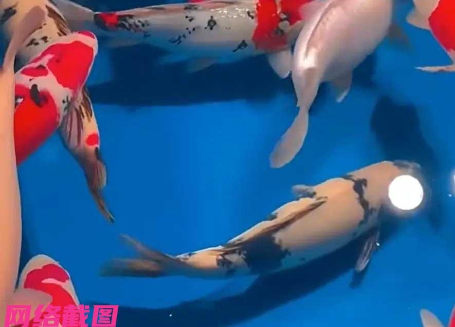 河南南阳有男子开了家观赏鱼店。

只是没有让他想到，这饲养的千元大锦鲤竟然跳缸后