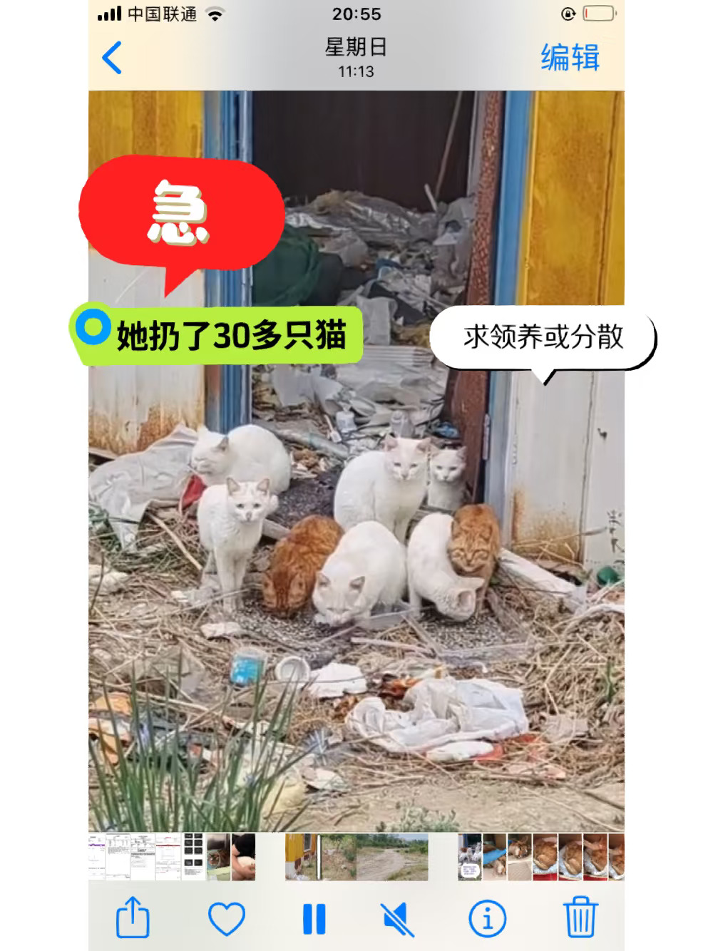 人 为何扔30多猫，北京寻领养或分散或寄养