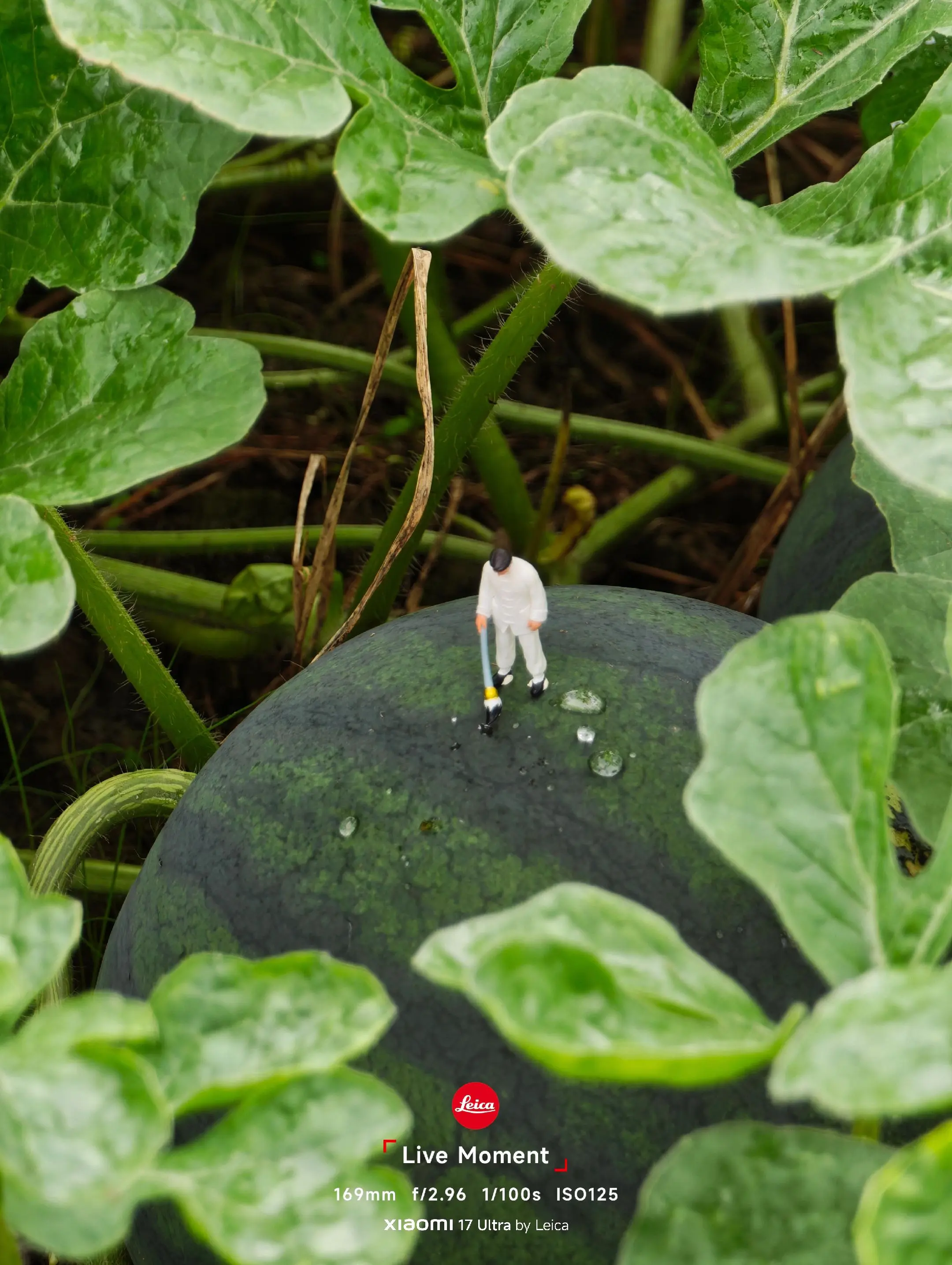 夏天，西瓜。因为前奏太好听了 于是我翻烂了相册