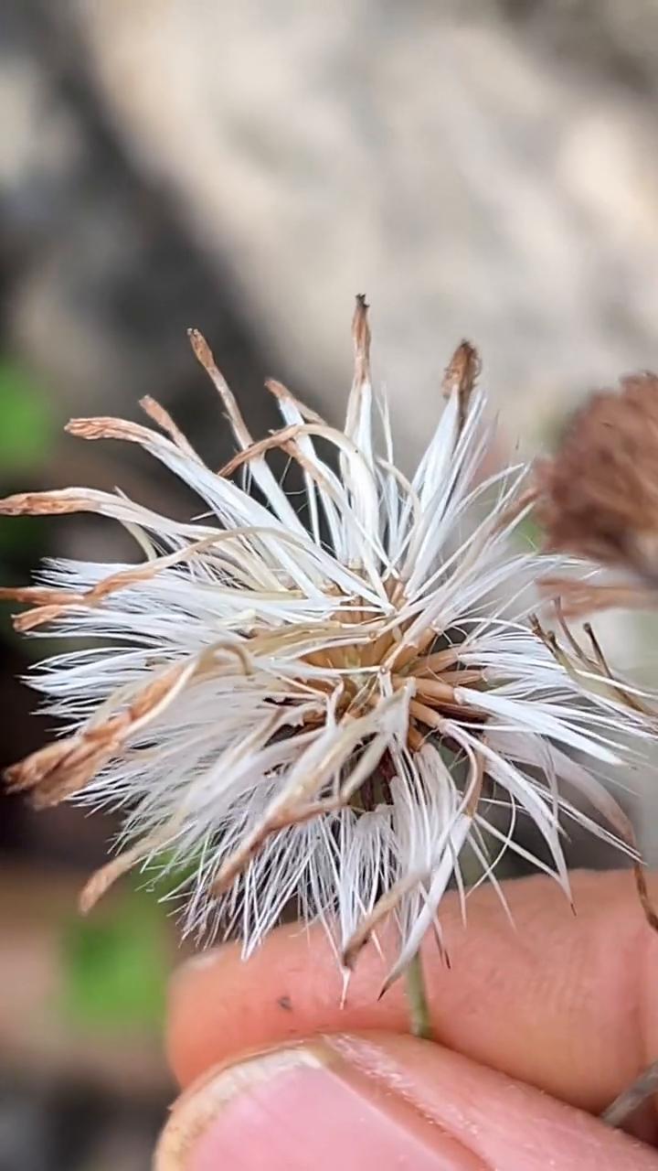 红梅素。
大家看，这就是万里丛中的一点红。要是你在农村路边还能遇到它，那你就太幸