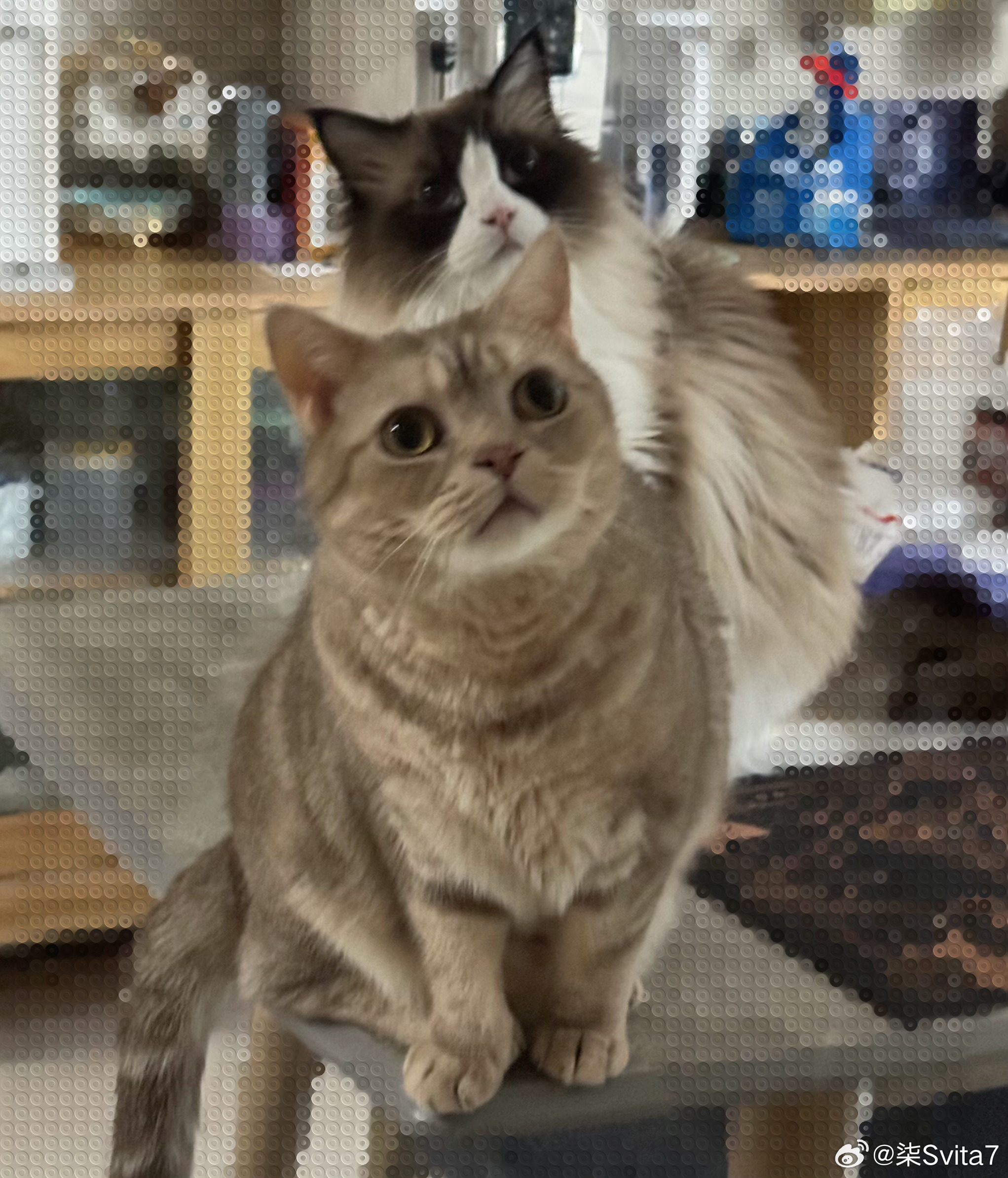 其实家里除了小猪还有两个呆傻的孩子（ 