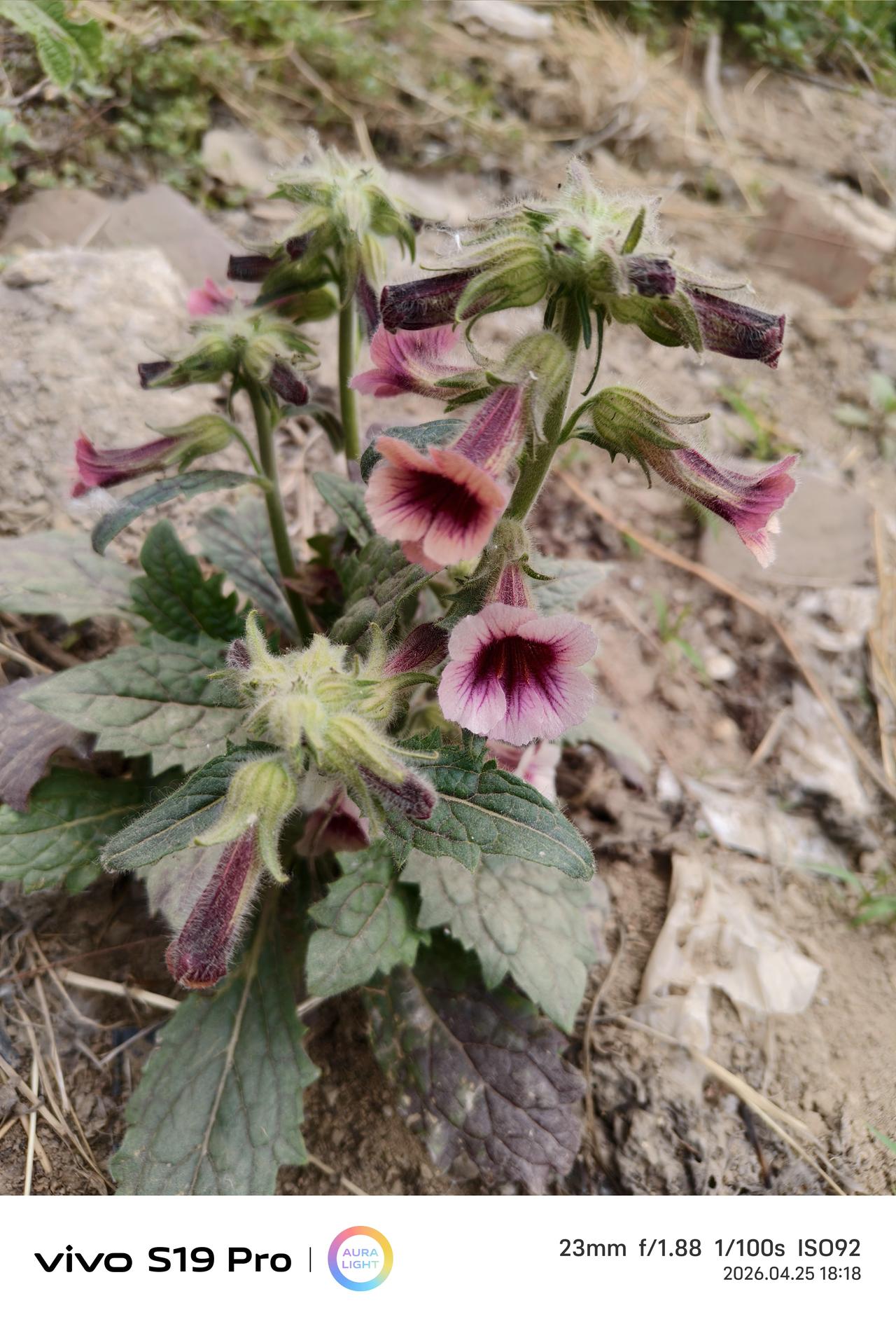 有人认识吗？学名叫地黄，但是在我们村里的俗称是老猫喝酒……呵呵，为什么叫这样一个