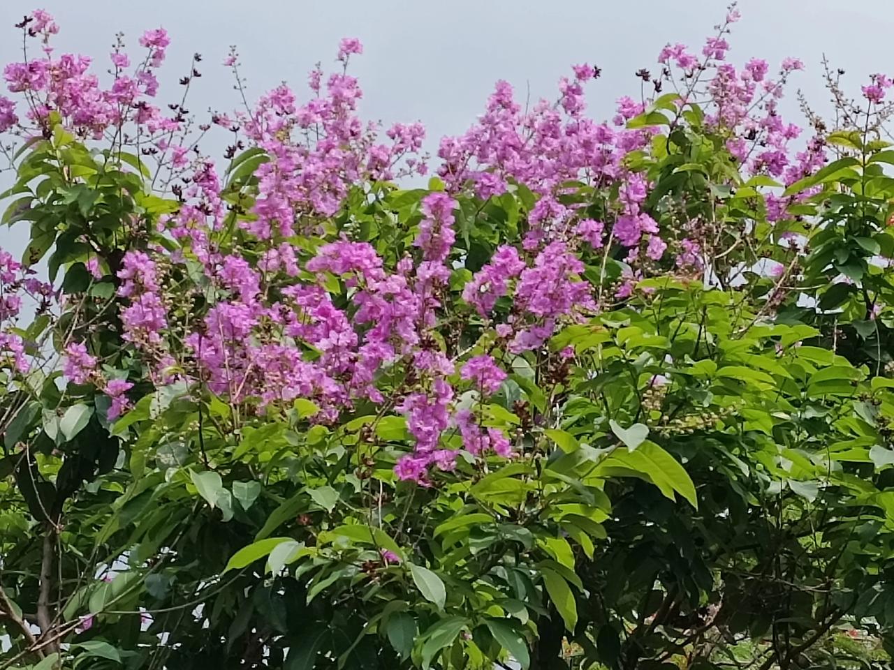 随手拍的初夏美景
一到初夏，这紫薇花就开了
开了一茬又一茬
娇艳欲滴
美丽绽放