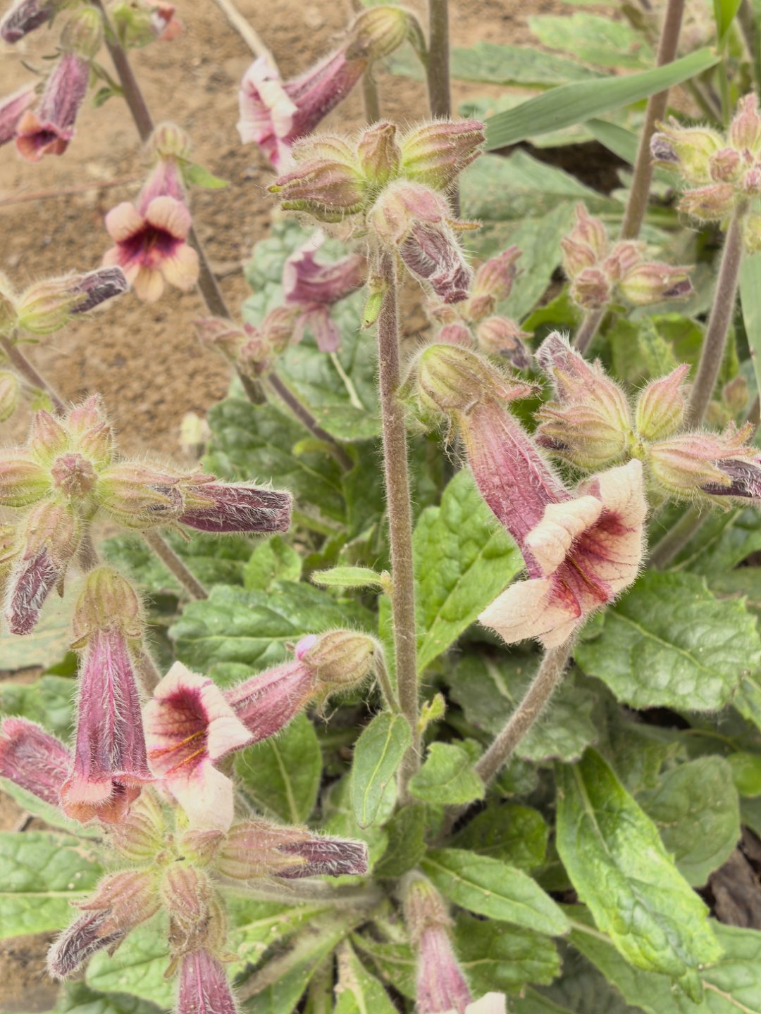 昨天下了一天的雨，今天终于放晴了，出去晒晒太阳随手拍下路边的小花心情都好～ 