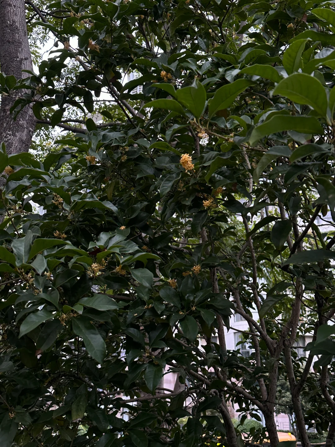 6km捡秋跑🍁桂花味的秋天 好闻爱闻停不下来