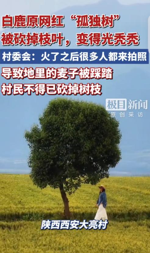 “崩溃了！”陕西西安，一男子在白鹿原的种麦子，麦田里长了一棵“孤独树”，方圆几里