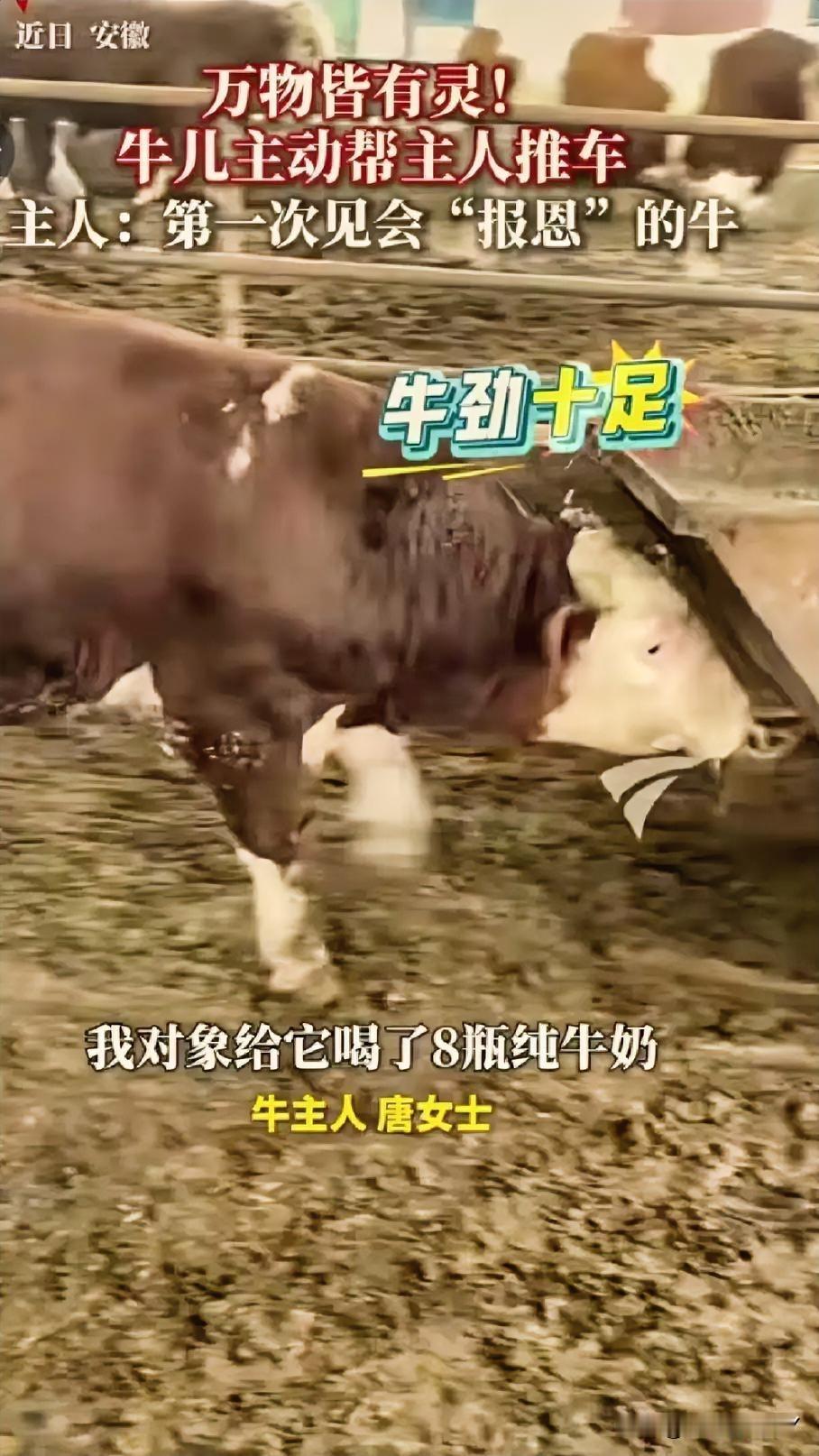 养牛七年，竟遇到一头报恩牛，实在太令人动容！

近日，安徽唐女士养了7年牛，经手