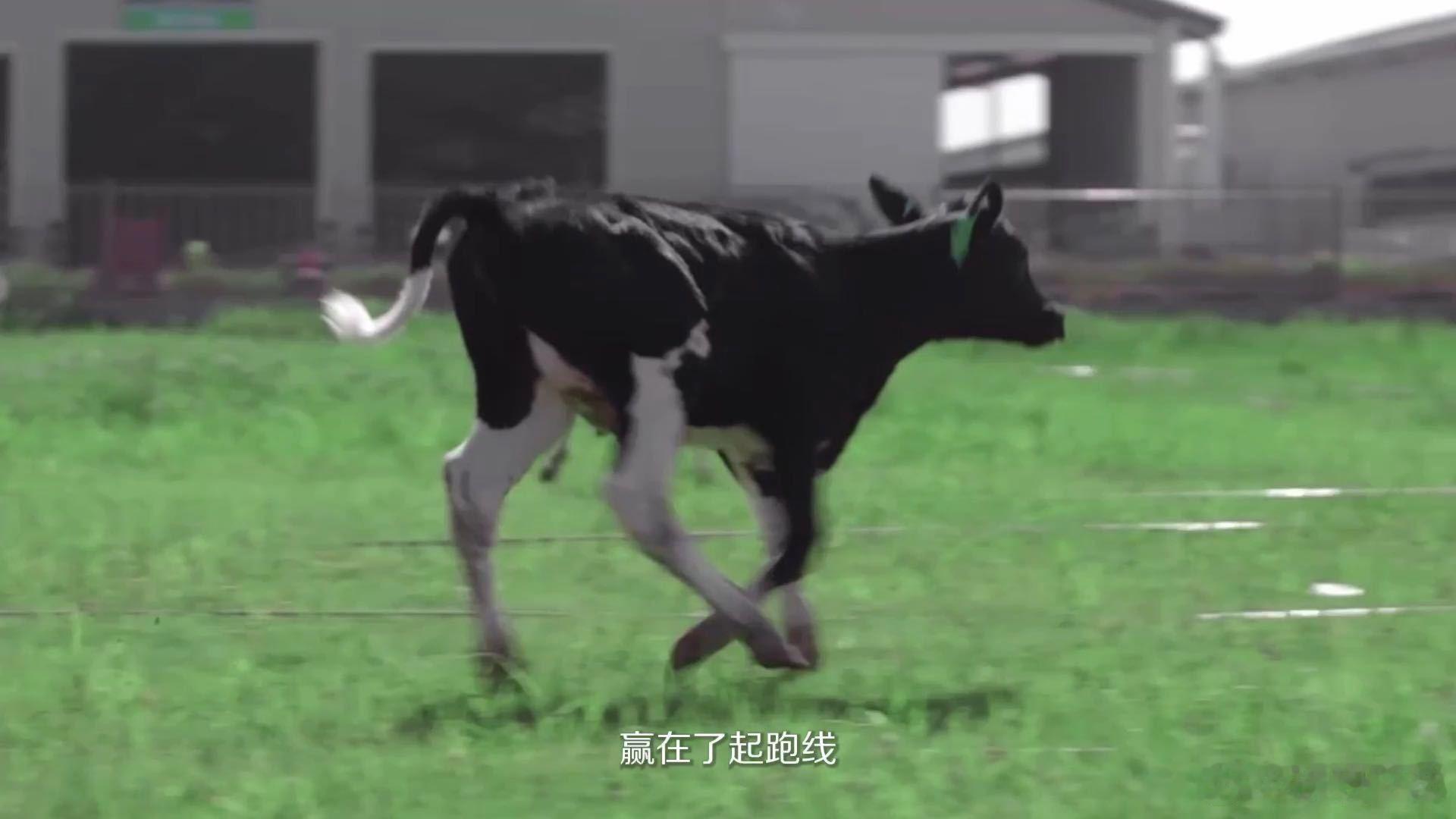 奶牛进厂居然这么严格 想要成为合格产奶奶牛门槛不低，不仅吃住环境高标准，还要经过