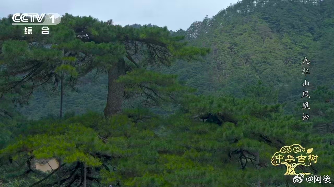 风一吹千年古松秒变展翅凤凰约1400岁古松树像一只大凤凰 最让我着迷的是那根低垂