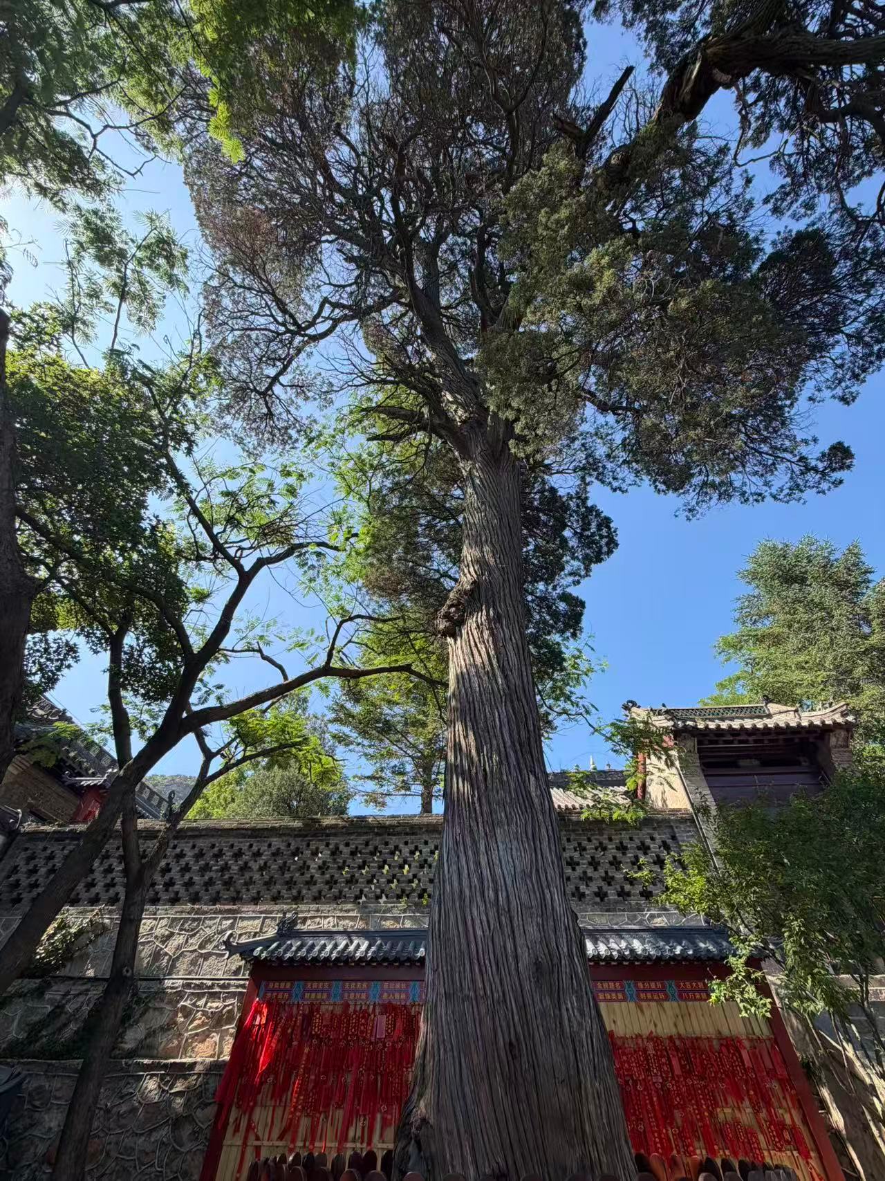 和闺蜜来辽宁大孤山过七夕， 当然也要在相思元柏前许一个永远不走散的愿。 古戏楼里