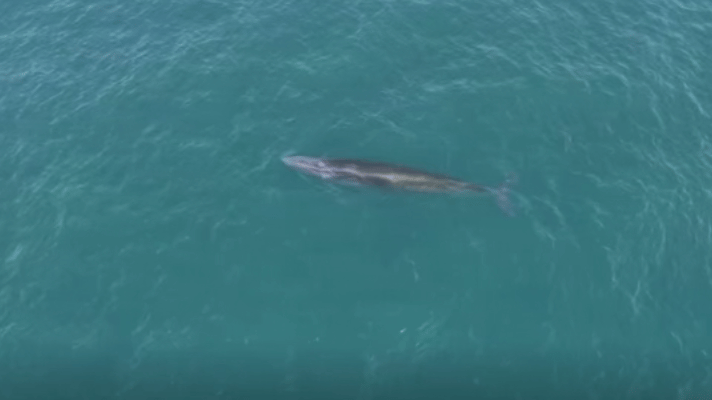 布氏鲸“刀疤哥”被渔船撞到，官方说暂无鲸鱼伤亡报告。
根据有关规定，渔船或其他船