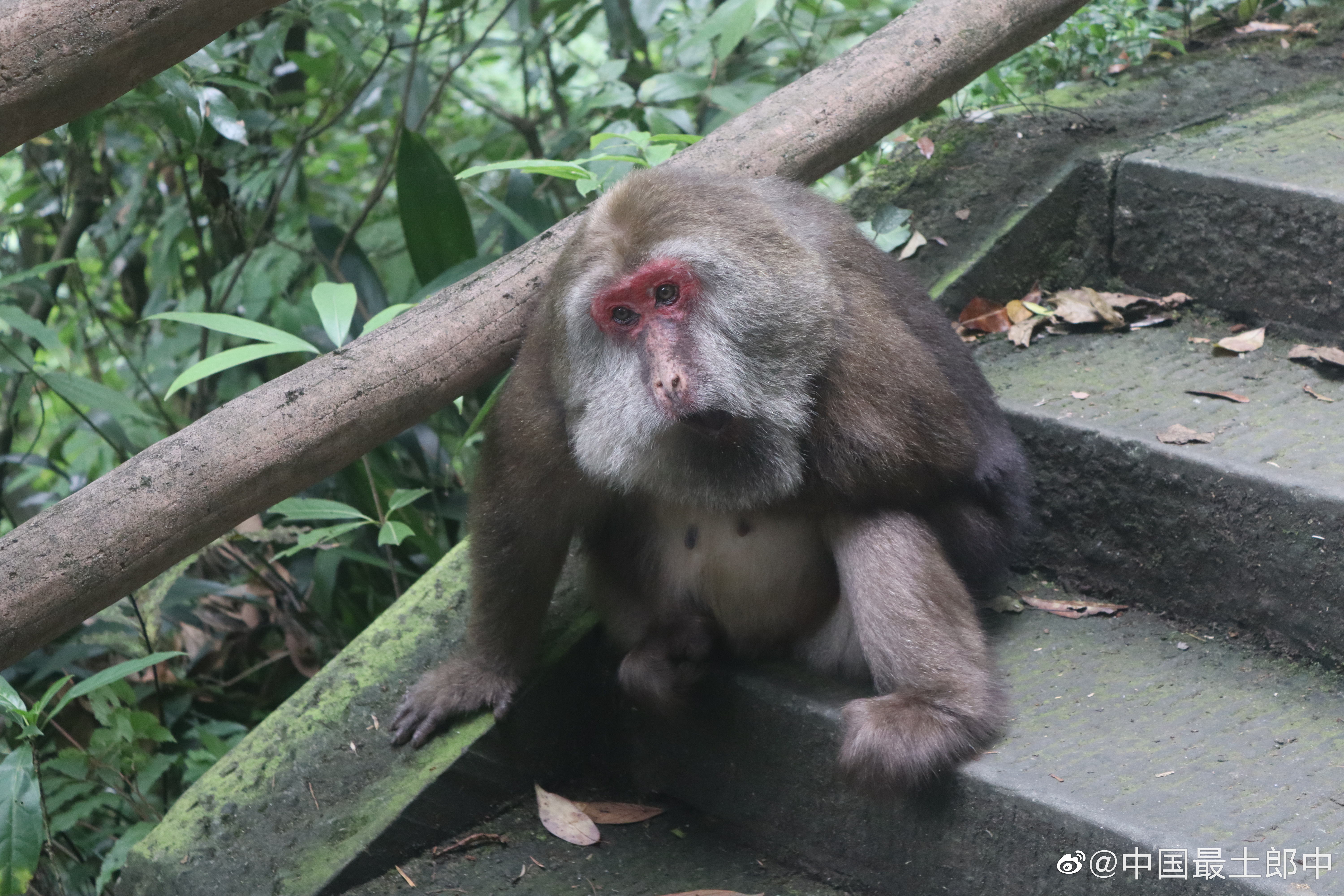 峨眉山老表，学名峨眉藏酋猴，四肢壮硕，一看就是惹不起的主。 ​​​