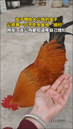 公鸡的暖心举动，感动无数网友😭