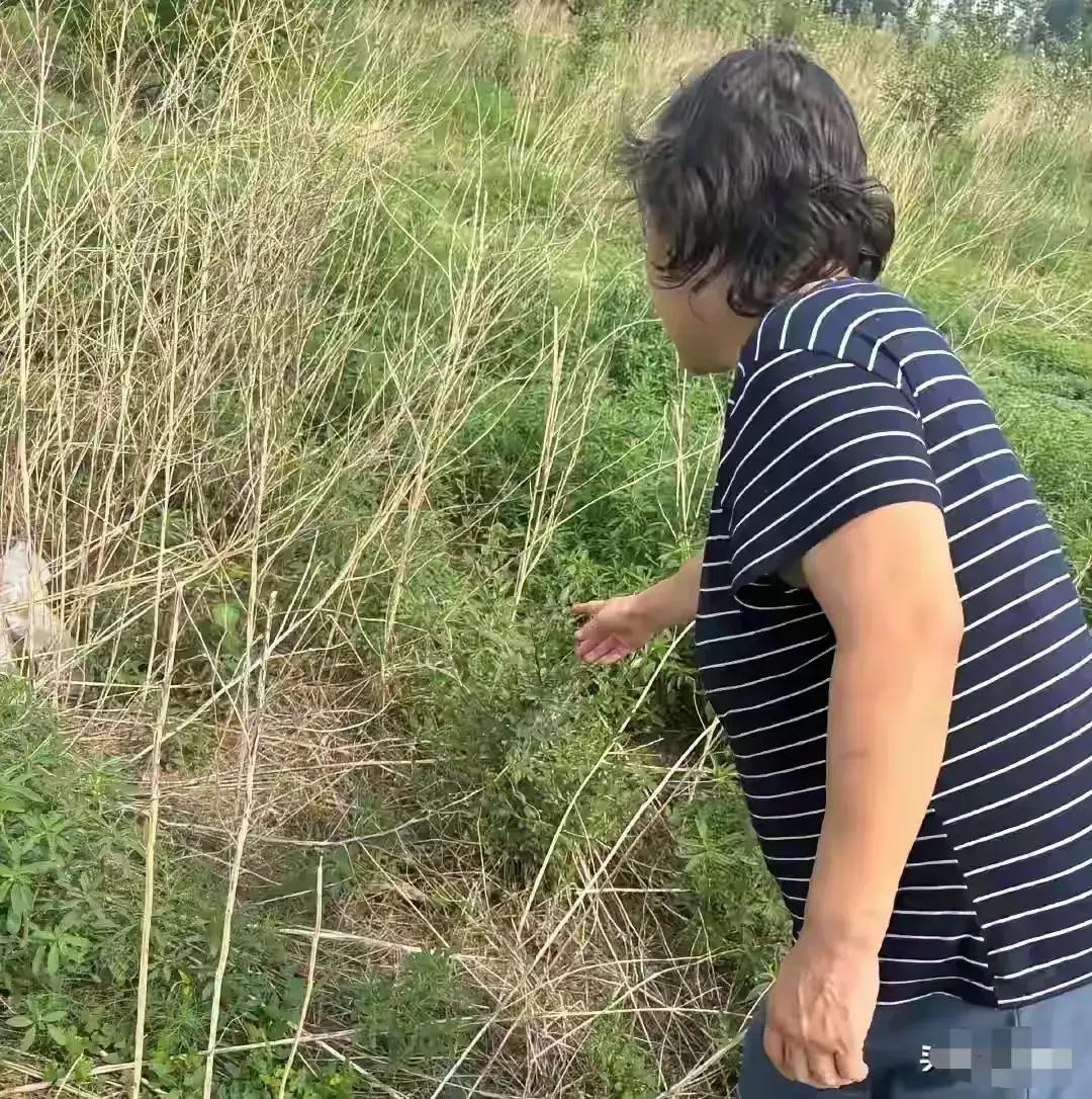 “简直荒唐透顶！”内蒙古一位农妇王晓梅在承包的林地里种了31.7亩小麦，涉嫌非法