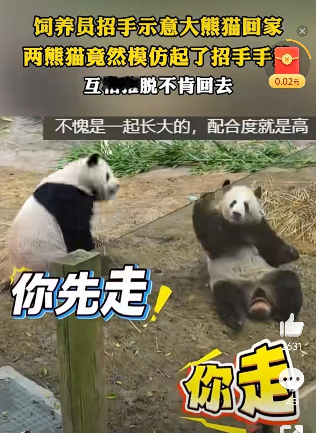 天生就是可爱体质，还是国宝卖萌又是一流