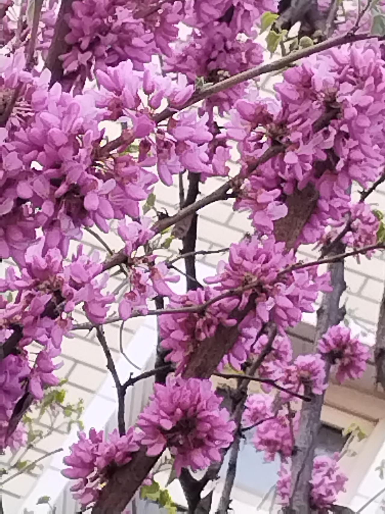 四月来咯，朋友圈全在晒春天。有人晒樱花铁轨的热闹劲，有人抱怨花没开自己倒先累坏了