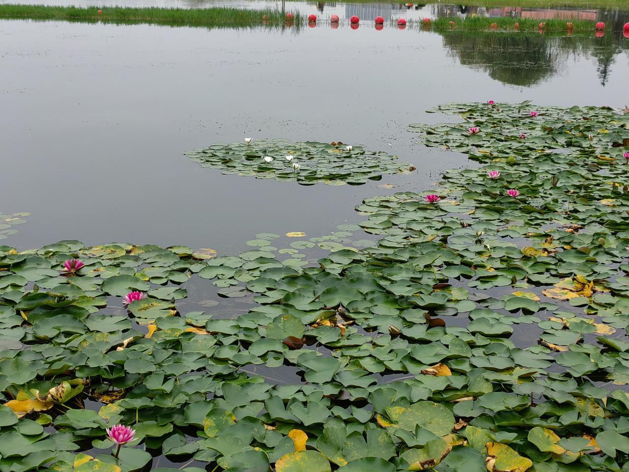 又一好消息传来，曹德旺捐资的“福耀未来学校”（普通高中）获同意筹设。
学校由曹德