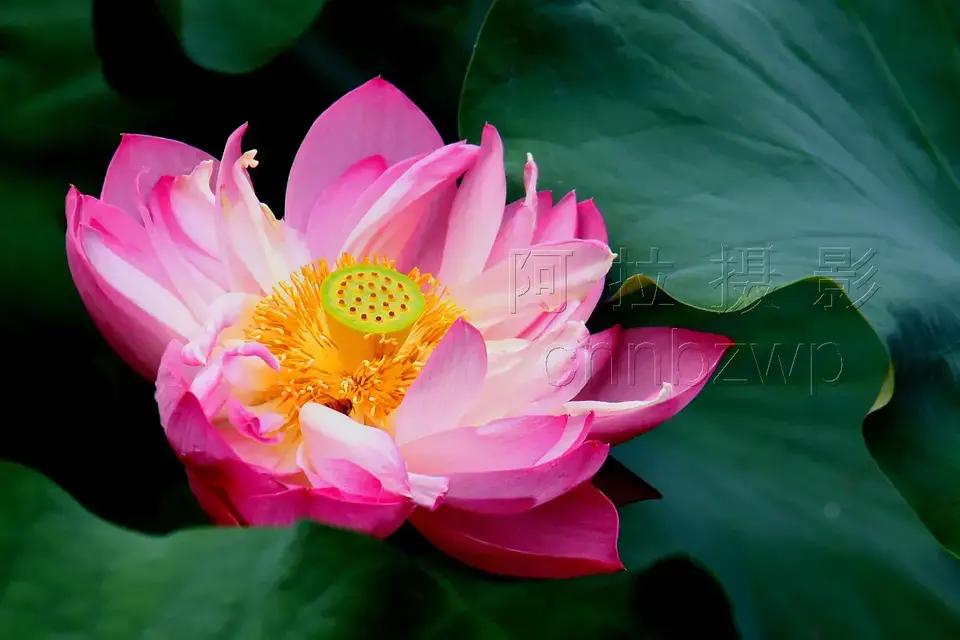 荷花（1）
#夏日赏花时刻#