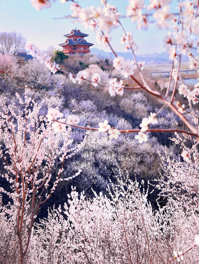 3.20北京上春山🌸桃花谷简直美到nextlevel！
