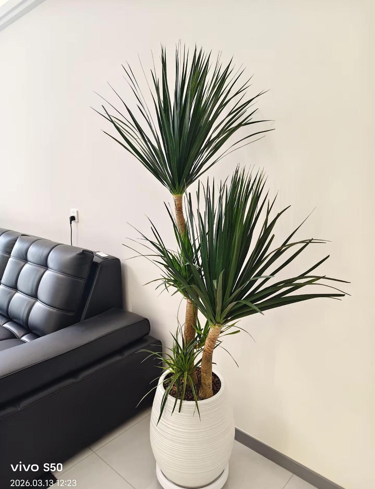 植物可以治愈一切，努力生长的样子很治愈，守静、向光、安然。