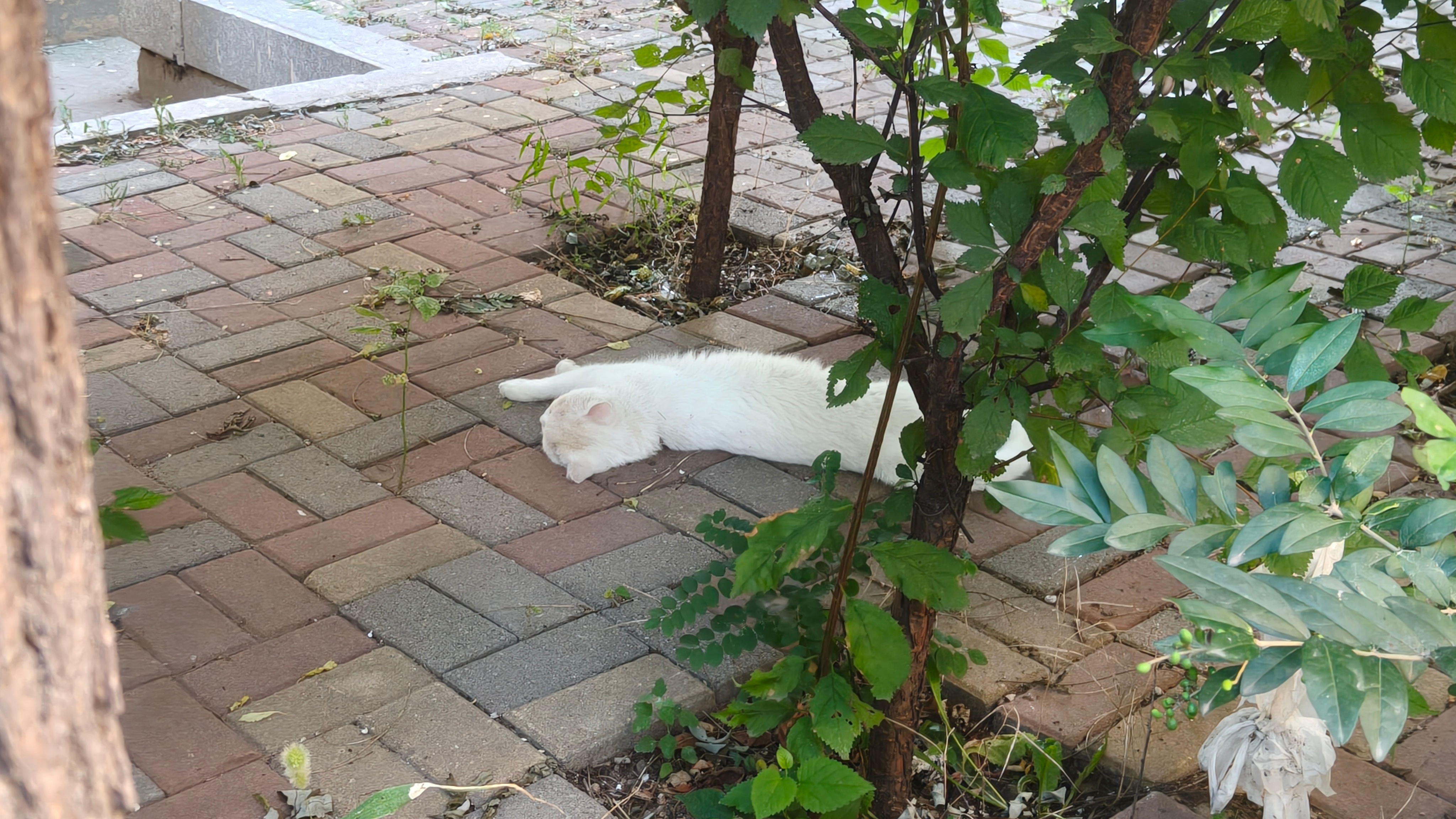 小区里的小白猫在树下面睡成猫条了。大金子状态电竞大金子