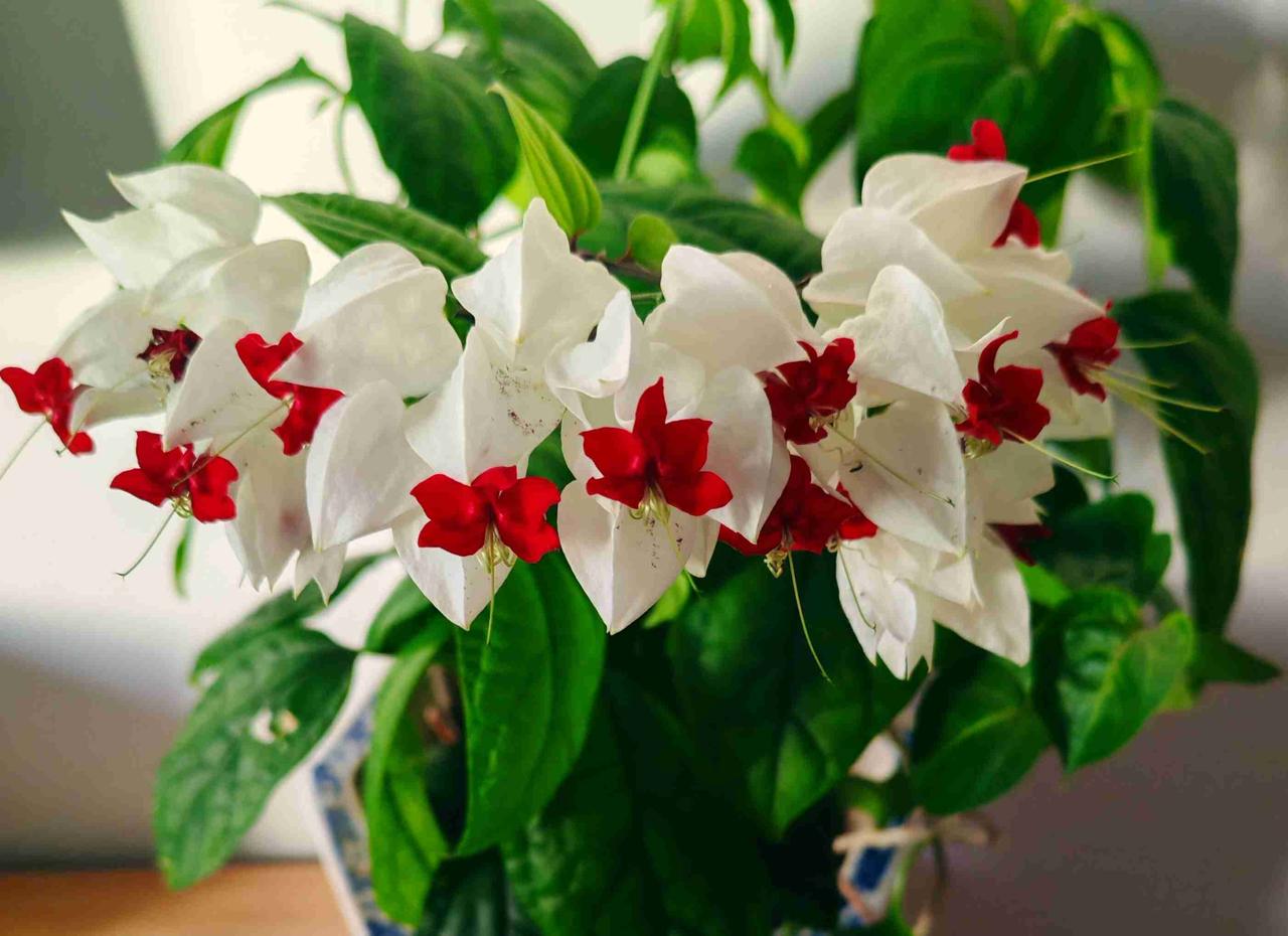 我的今日状态：😁轻松愉快
我这里的天气：☀️晴天，气温；零下10℃至零下1℃，