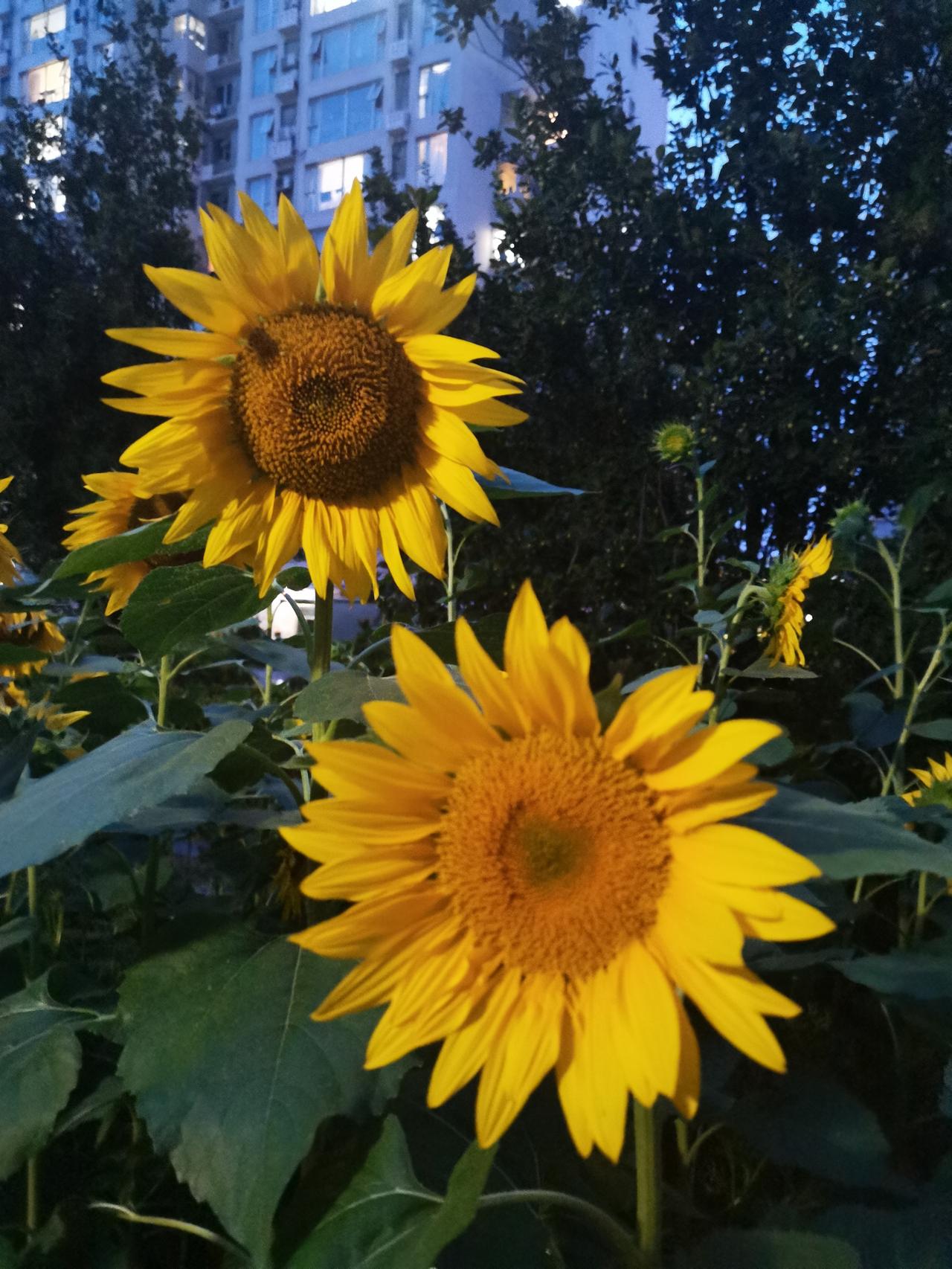 夏日生活打卡季我发现向日葵这种花，很坚强。今天北京这么大的暴雨，小区的向日葵还是