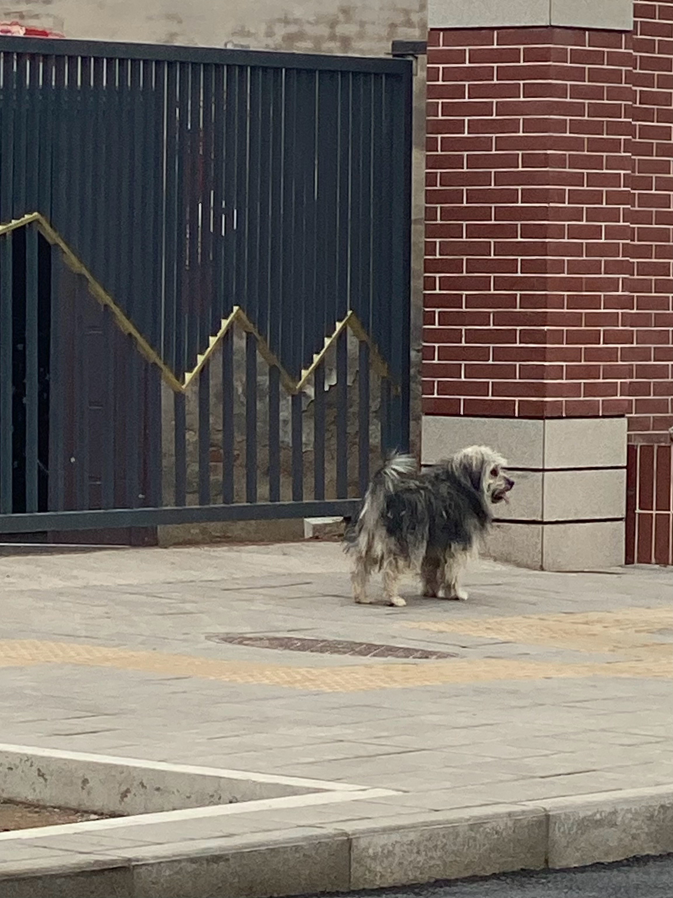 大声叫他对我有回应的小狗双手抱着香香烤肠啃的小狗阴天又冷也坚持爬山的我质问我怎么