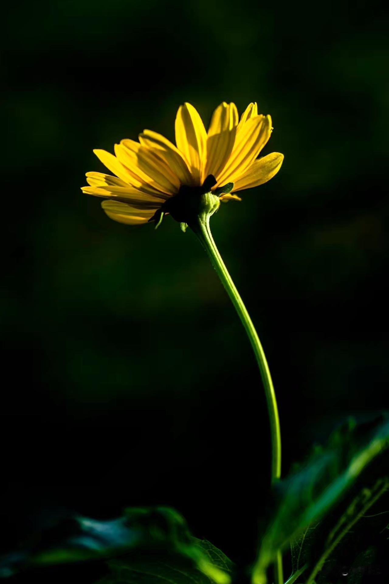 一枝花