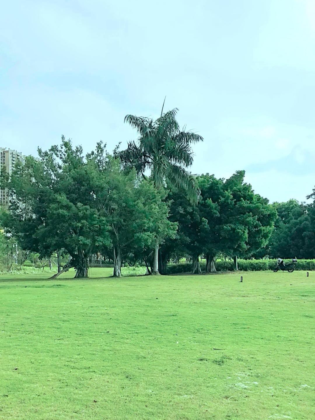 这是广州的秋色。