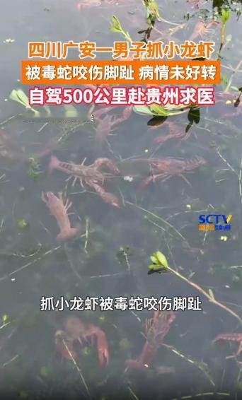 四川，一男子趁着夜色前往野外水田抓小龙虾，谁料一只剧毒的原矛头蝮蛇突然从暗处蹿出