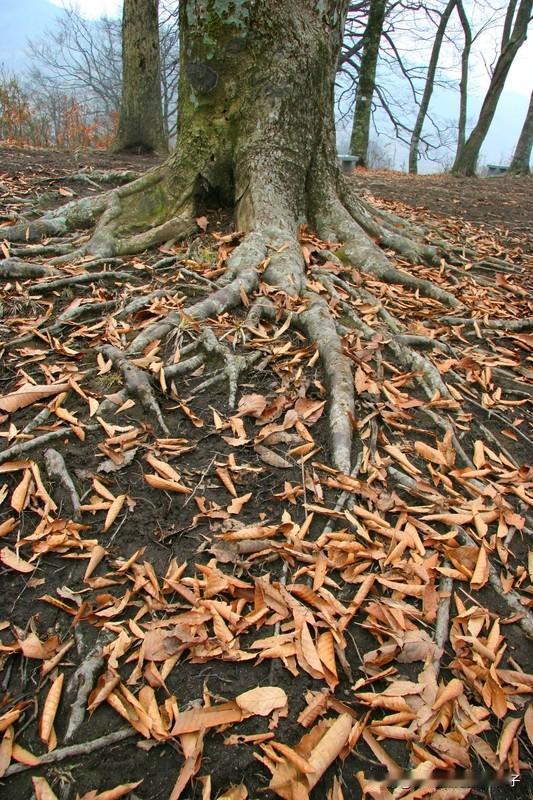中国人常说落叶归根，可什么才是根呢？在我看来，根或许是故乡那片熟悉的土地。就像我