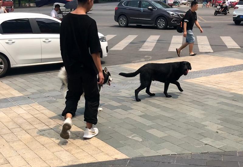 [得意][得意][得意]必须支持严惩不牵绳遛狗的主人！就说烟台那事儿，莱州市有个