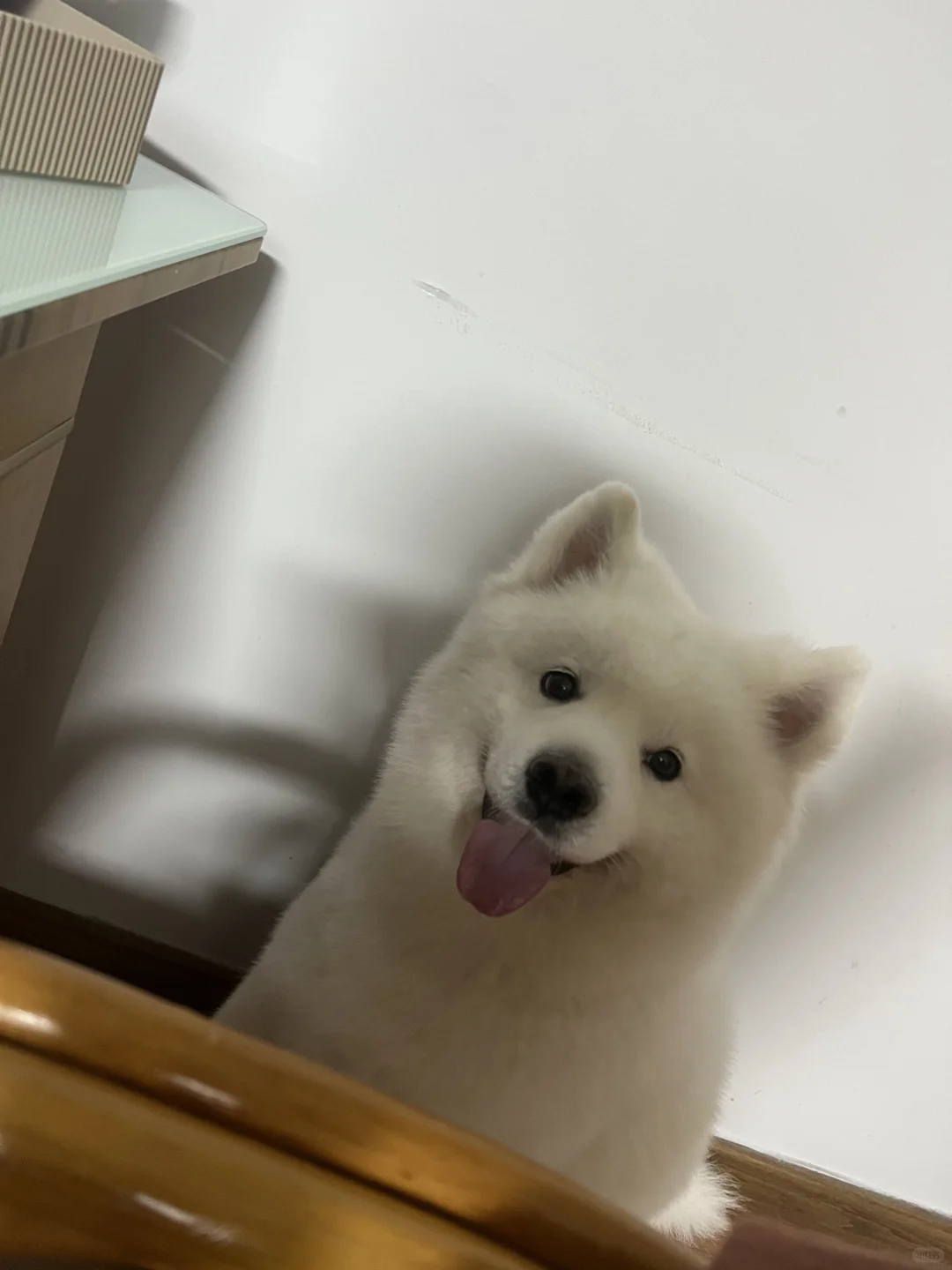 被修狗治愈的瞬间