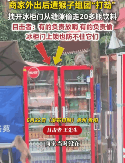 贵阳一商家出门前将冰柜锁好，回来时发现被猴子光顾了，20多瓶饮料被猴子洗劫一空。