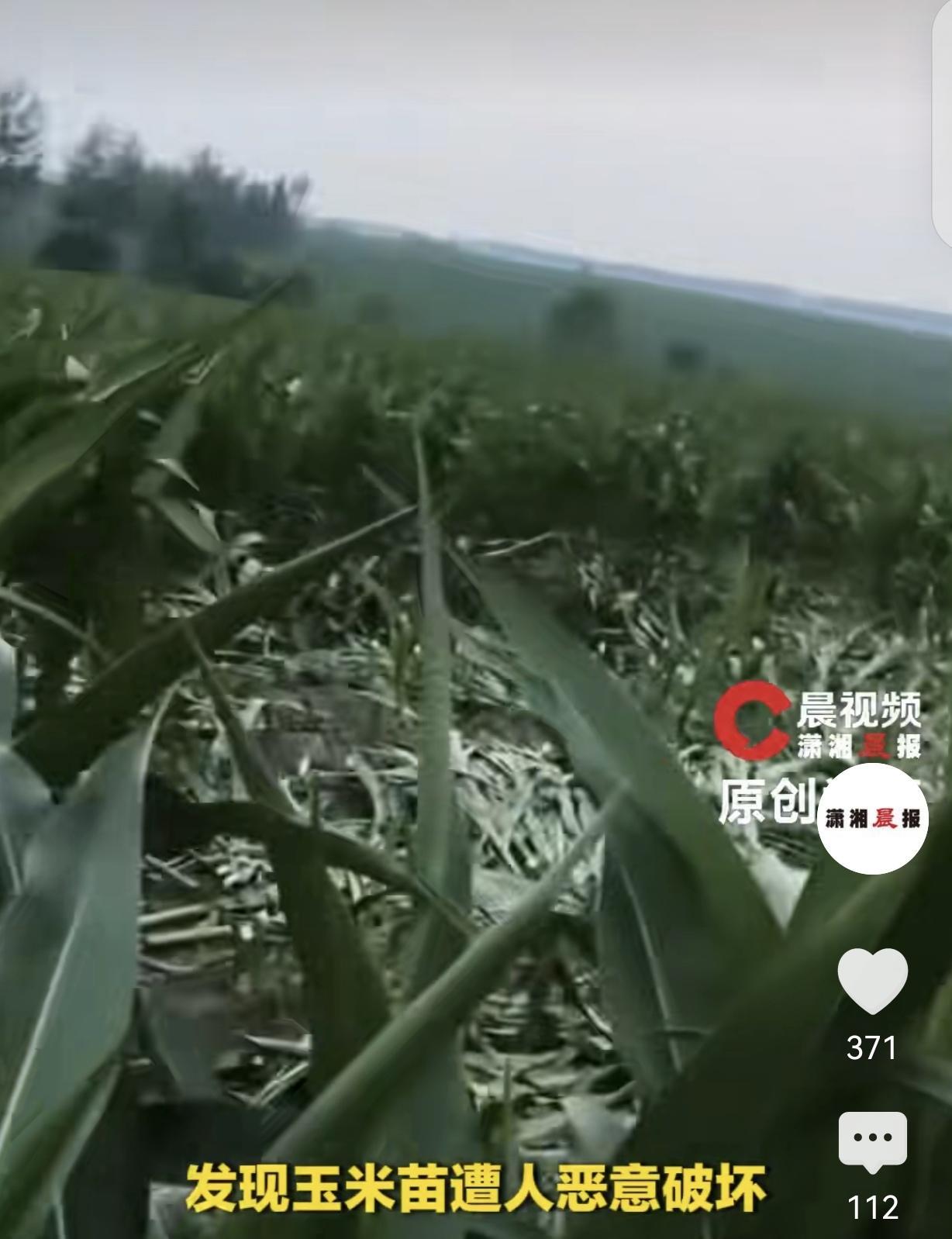 “作孽呀！”黑龙江庆安，一女子起早贪黑种了23亩玉米，不料却一夜之间，全部被人齐
