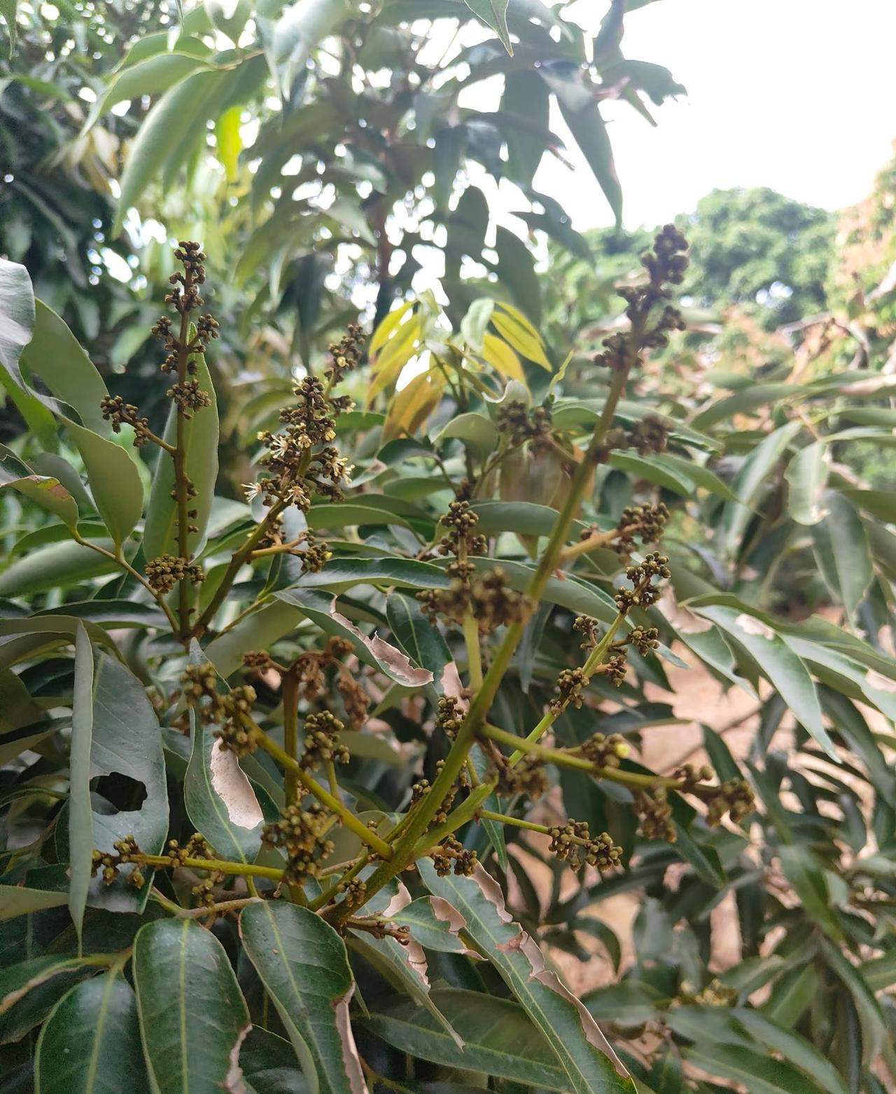 今年，如无意外，没荔枝食了。

今年荔枝成花率很低 ，一般荔枝是两年挂一次果，如